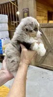Faith, a female Toy Australian Shepherd for sale in Bowdon, GA – 2 of 7