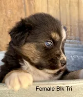 Cami, a female Miniature Australian Shepherd for sale in Bowdon, GA – 2 of 3