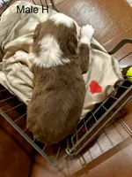 Hudson, a male Miniature Australian Shepherd for sale in Bowdon, GA – Photo 4 of 6