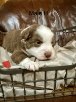 Hudson, a male Miniature Australian Shepherd for sale in Bowdon, GA – Photo 3 of 6