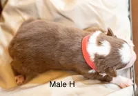 Hudson, a male Miniature Australian Shepherd for sale in Bowdon, GA – Photo 5 of 6