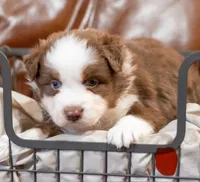 Hudson, a male Miniature Australian Shepherd for sale in Bowdon, GA – Photo 1 of 6