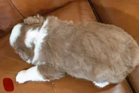 Hudson, a male Miniature Australian Shepherd for sale in Bowdon, GA – Photo 2 of 6