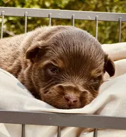 Rylie, a female Toy Australian Shepherd for sale in Bowdon, GA – 1 of 3