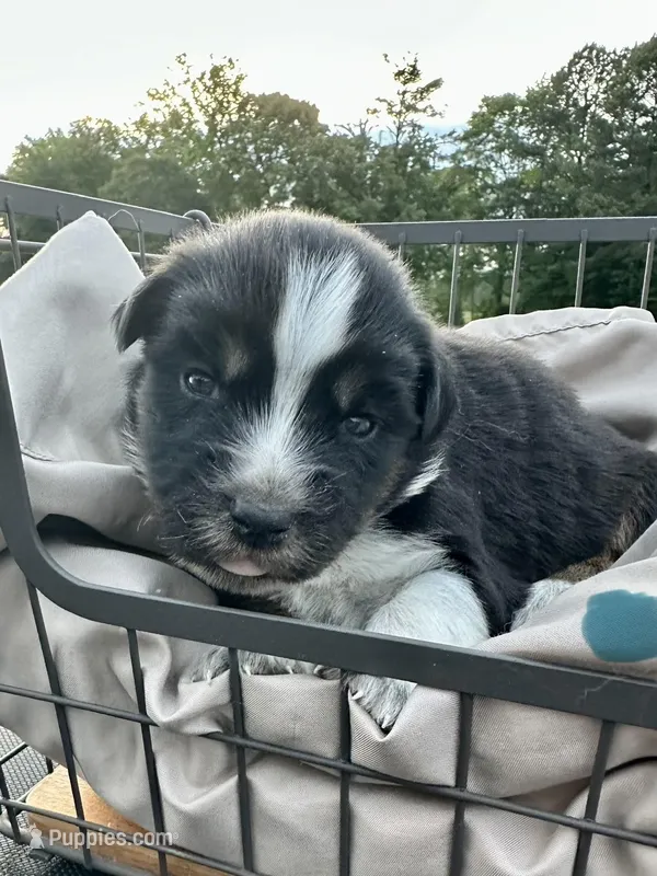 Wren, a male Miniature Australian Shepherd for sale in Bowdon, GA – 1 of 2