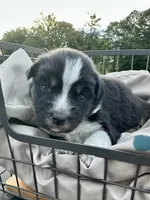 Wren, a male Miniature Australian Shepherd for sale in Bowdon, GA – 1 of 2