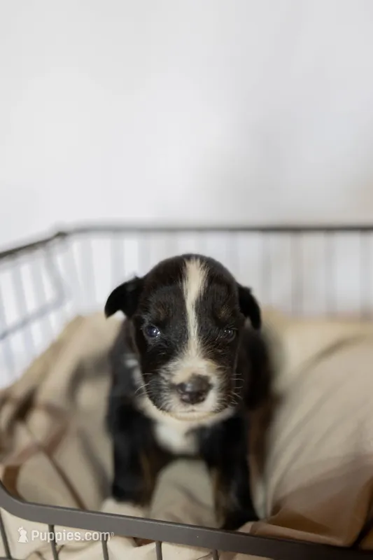 Skye – Miniature Australian Shepherd puppy for sale in Bowdon, GA