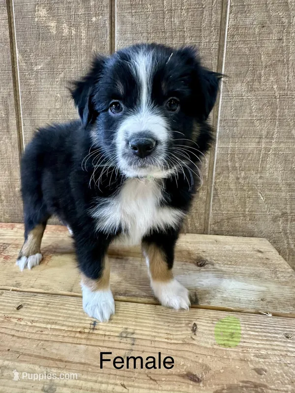 Skye – Miniature Australian Shepherd puppy for sale in Bowdon, GA
