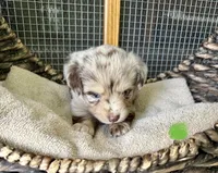 Remi, a female Toy Australian Shepherd for sale in Bowdon, GA – 2 of 4