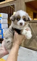 Faith, a female Toy Australian Shepherd for sale in Bowdon, GA – 1 of 7