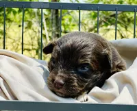 Raven, a female Toy Australian Shepherd for sale in Bowdon, GA – 2 of 2