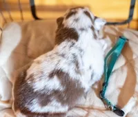 Phoenix, a male Miniature Australian Shepherd for sale in Bowdon, GA – Photo 3 of 3