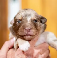 Phoenix, a male Miniature Australian Shepherd for sale in Bowdon, GA – Photo 1 of 3