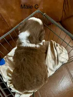 Canyon, a male Miniature Australian Shepherd for sale in Bowdon, GA – Photo 3 of 6