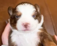 Canyon, a male Miniature Australian Shepherd for sale in Bowdon, GA – Photo 5 of 6