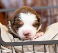 Canyon, a male Miniature Australian Shepherd for sale in Bowdon, GA – Photo 4 of 6
