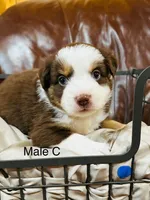 Canyon, a male Miniature Australian Shepherd for sale in Bowdon, GA – Photo 2 of 6