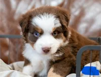 Canyon, a male Miniature Australian Shepherd for sale in Bowdon, GA – Photo 1 of 6