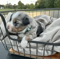 Whiskey, a male Miniature Australian Shepherd for sale in Bowdon, GA – 2 of 2