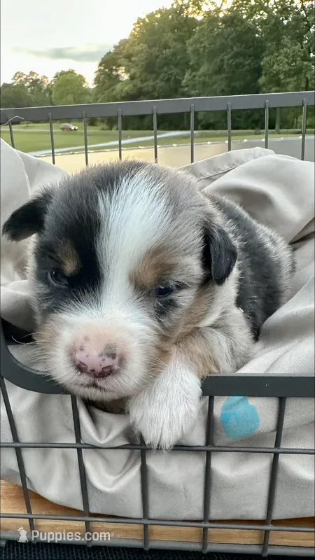 Whiskey, a male Miniature Australian Shepherd for sale in Bowdon, GA – 1 of 2