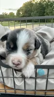 Whiskey, a male Miniature Australian Shepherd for sale in Bowdon, GA – 1 of 2