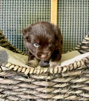 Ryder, a female Toy Australian Shepherd for sale in Bowdon, GA – 2 of 4
