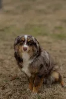 Faith, a female Toy Australian Shepherd for sale in Bowdon, GA – 7 of 7