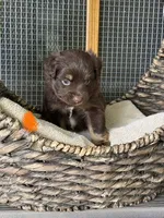 Rascal, a male Toy Australian Shepherd for sale in Bowdon, GA – 2 of 4