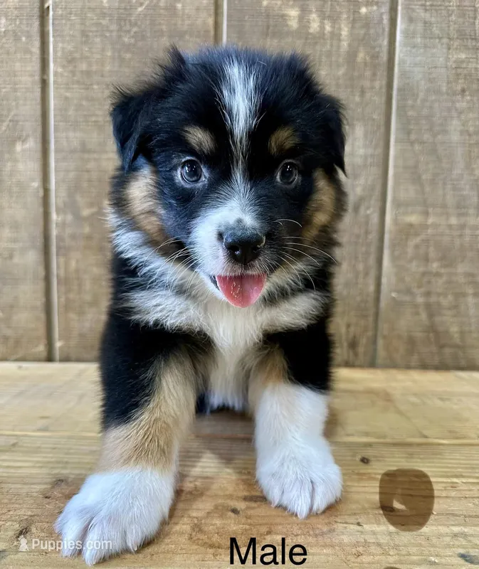 Scout – Miniature Australian Shepherd puppy for sale in Bowdon, GA