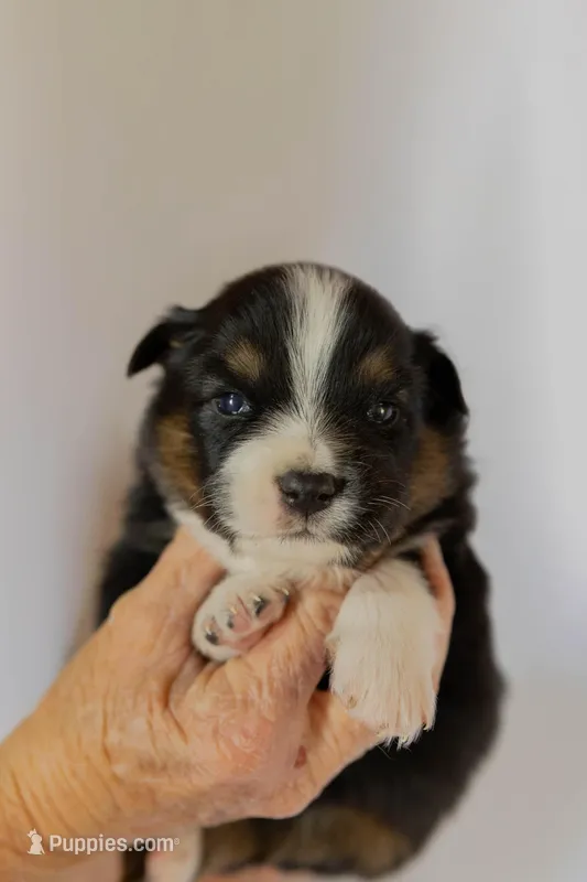 Scout – Miniature Australian Shepherd puppy for sale in Bowdon, GA