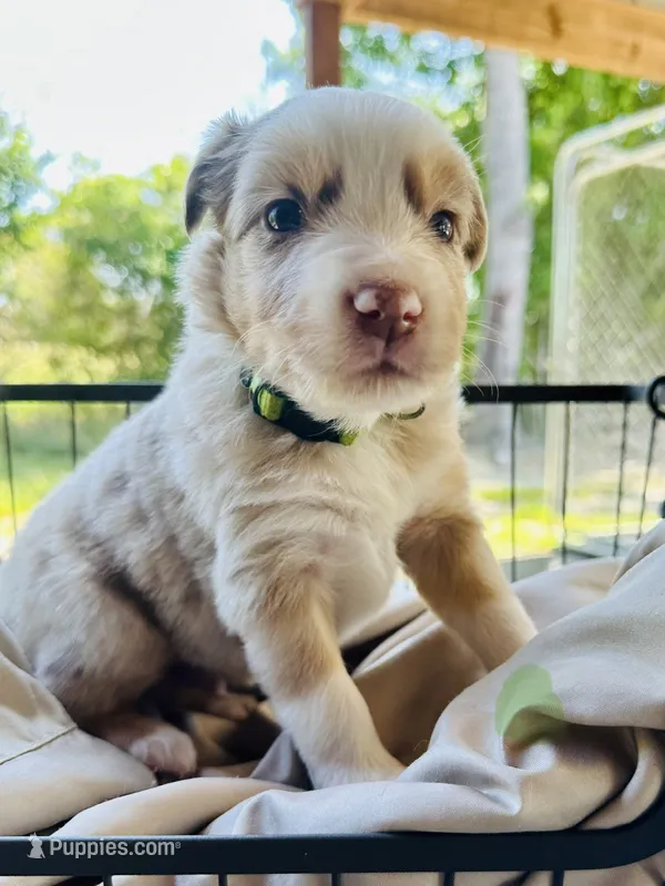 Wildfire – Miniature Australian Shepherd puppy for sale in Bowdon, GA