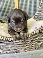 Raya, a female Toy Australian Shepherd for sale in Bowdon, GA – 2 of 4