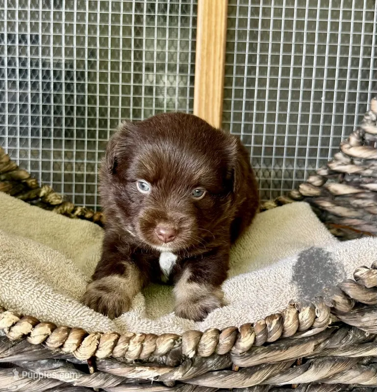 Ryder – Toy Australian Shepherd puppy for sale in Bowdon, GA