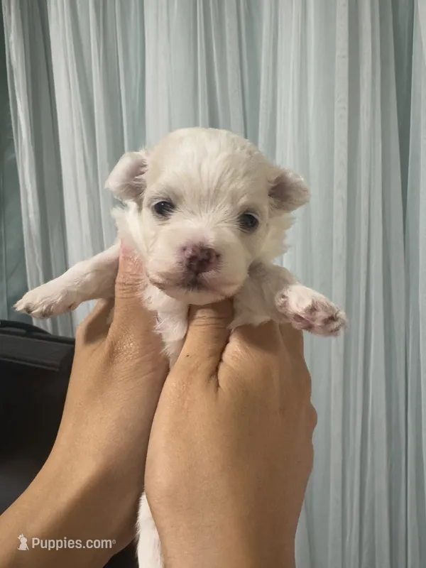 Adam – Maltipoo, Maltese puppy for sale in West Covina, CA