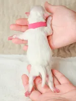 Coco, a female Maltese for sale in West Covina, CA – 5 of 6