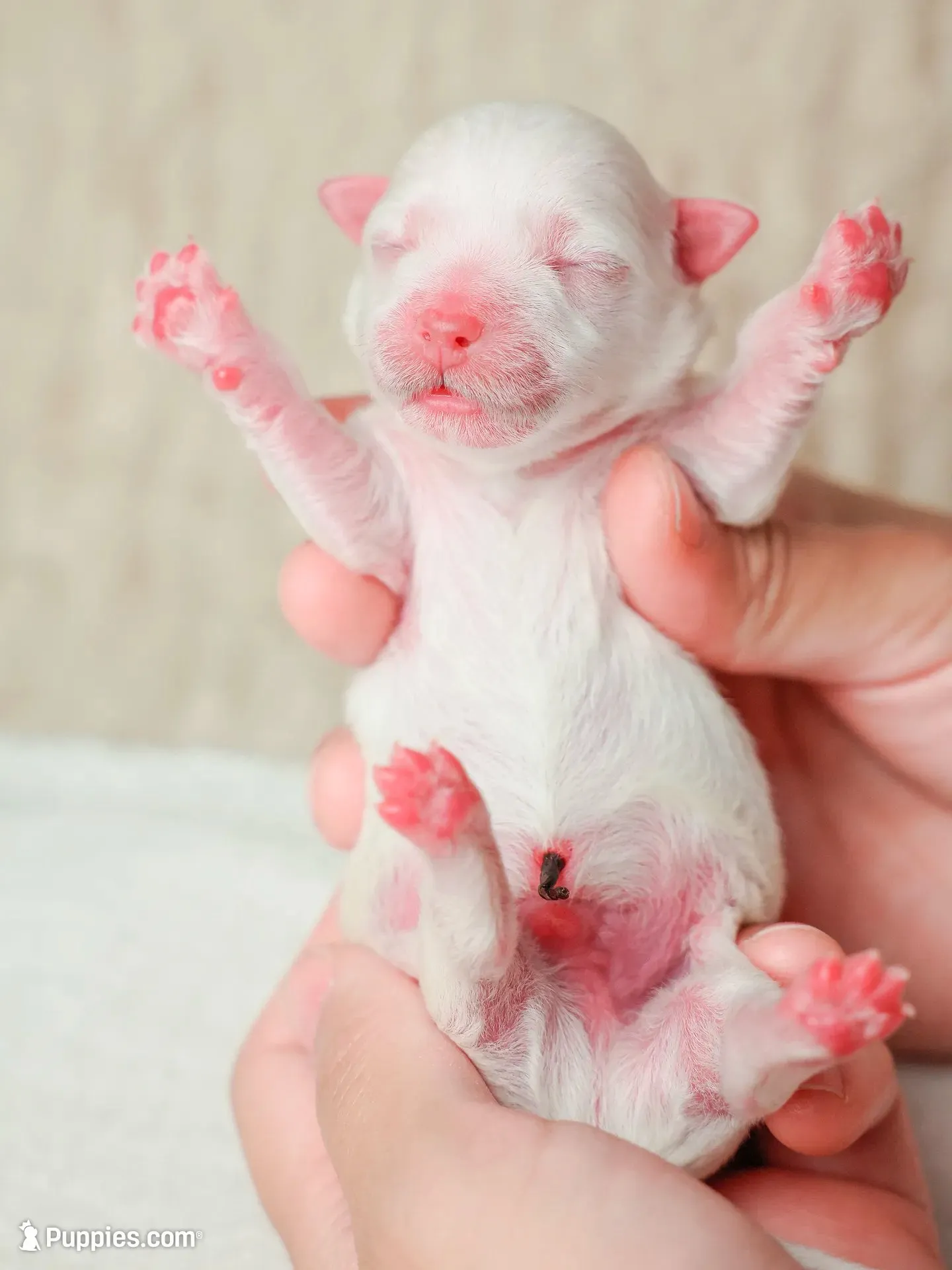Orange, a male Maltese for sale in West Covina, CA – 1 of 6