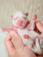 Coco, a female Maltese for sale in West Covina, CA – 6 of 6