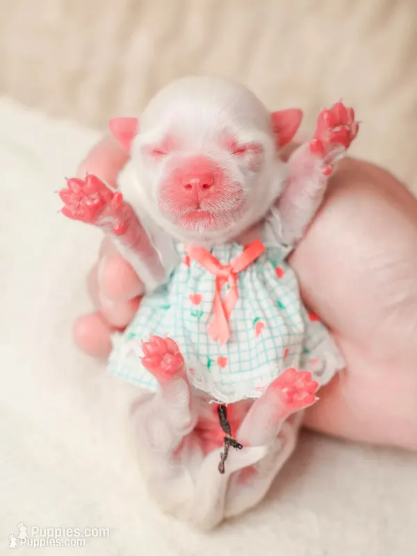 Apple – Maltese puppy for sale in West Covina, CA