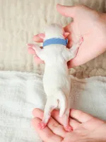 Apple, a male Maltese for sale in West Covina, CA – 5 of 7