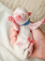 Apple, a male Maltese for sale in West Covina, CA – 4 of 7