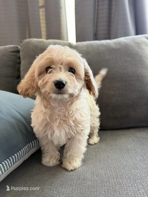 Toast – Cavapoo puppy for sale in Chino Hills, CA