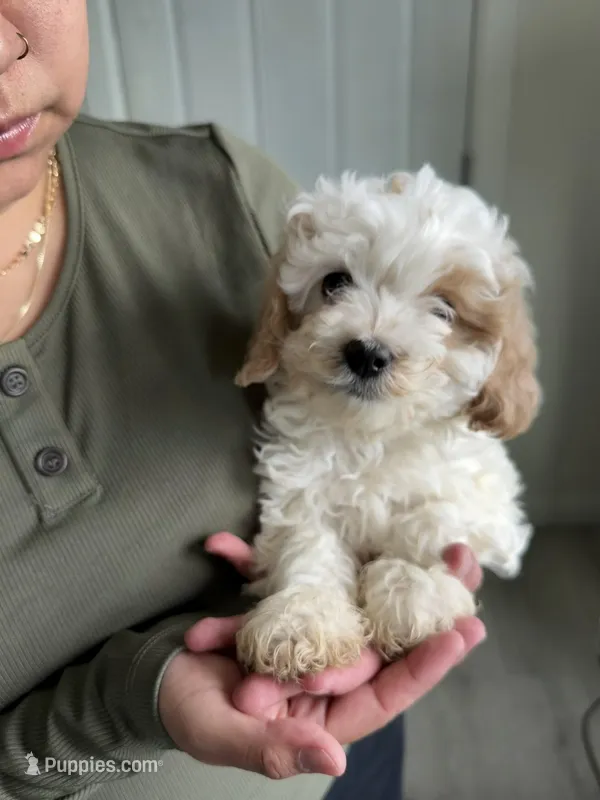 Patch – Cavapoo puppy for sale in Chino Hills, CA