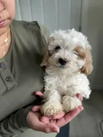 Patch, a male Cavapoo for sale in Chino Hills, CA – Photo 1 of 2