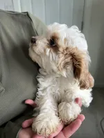 Patch, a male Cavapoo for sale in Chino Hills, CA – Photo 2 of 2