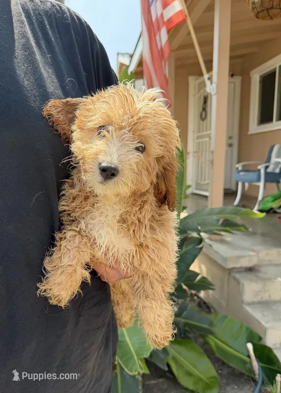 Zoey – Cavapoo puppy for sale in Chino Hills, CA