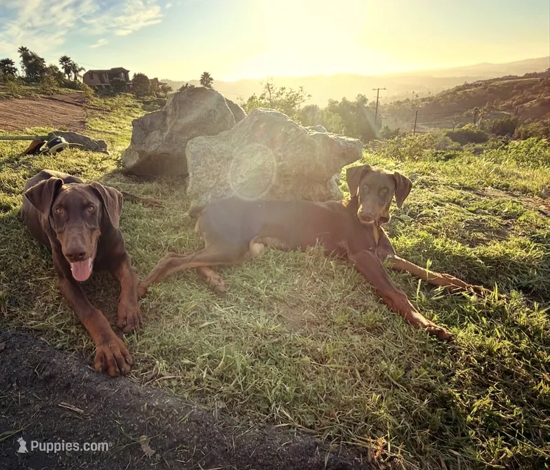 Ranger – Doberman Pinscher puppy for sale in Bonsall, CA
