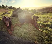 Ranger, a male Doberman Pinscher for sale in Bonsall, CA – 1 of 2