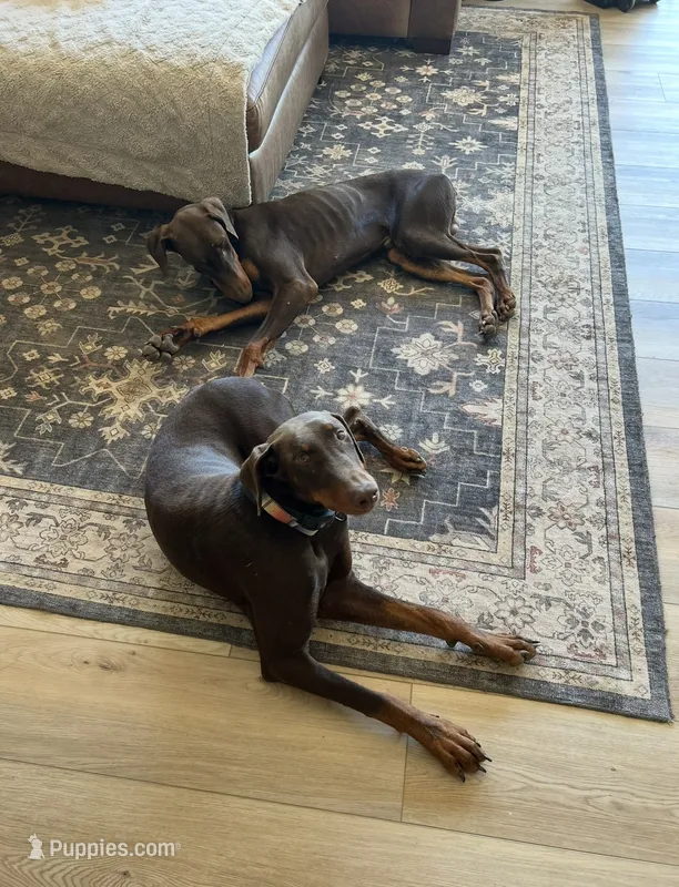 Gunner – Doberman Pinscher puppy for sale in Bonsall, CA