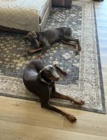 Ranger, a male Doberman Pinscher for sale in Bonsall, CA – 2 of 2