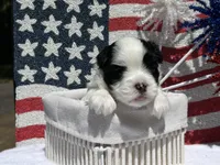 Annie AKC Bloodline, a female Havanese for sale in Hampton, VA – 2 of 5